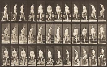 EADWEARD MUYBRIDGE (1830-1904) A selection of 4 plates from Animal Locomotion, comprising two male studies and two female studies of fi